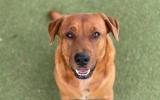 rescue shelters Pictured is a dog from The Lost Dogs' Home animal shelter