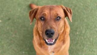 rescue shelters Pictured is a dog from The Lost Dogs' Home animal shelter