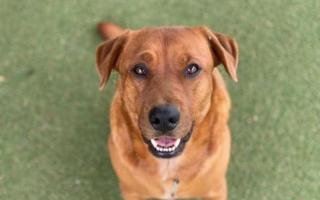 rescue shelters Pictured is a dog from The Lost Dogs' Home animal shelter