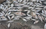 mass fish kill