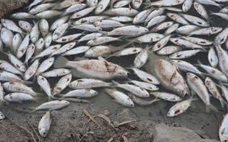 mass fish kill