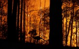 bushfire