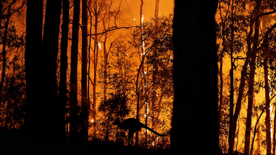 bushfire