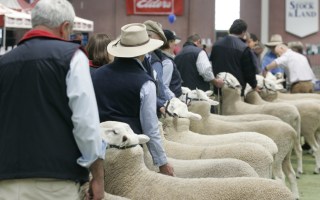 Australian Sheep and Wool show