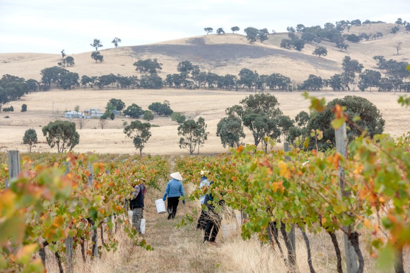 Silverspoon winery at Heathcote.