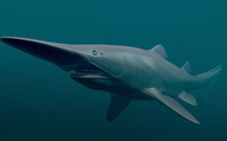 shark