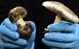 Mushroom poisoning