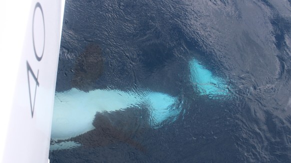 orca