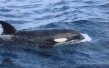 orcas