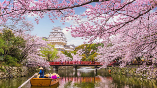 cherry blossom