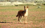'Problem' dingo