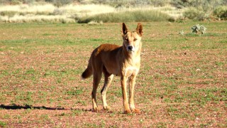 'Problem' dingo