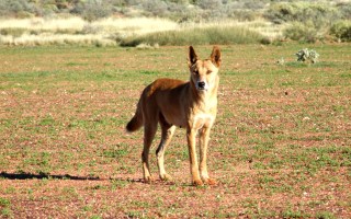 'Problem' dingo