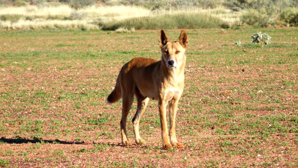 'Problem' dingo