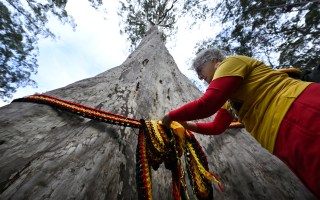 Australia's tallest spotted gum