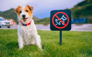 dog poo