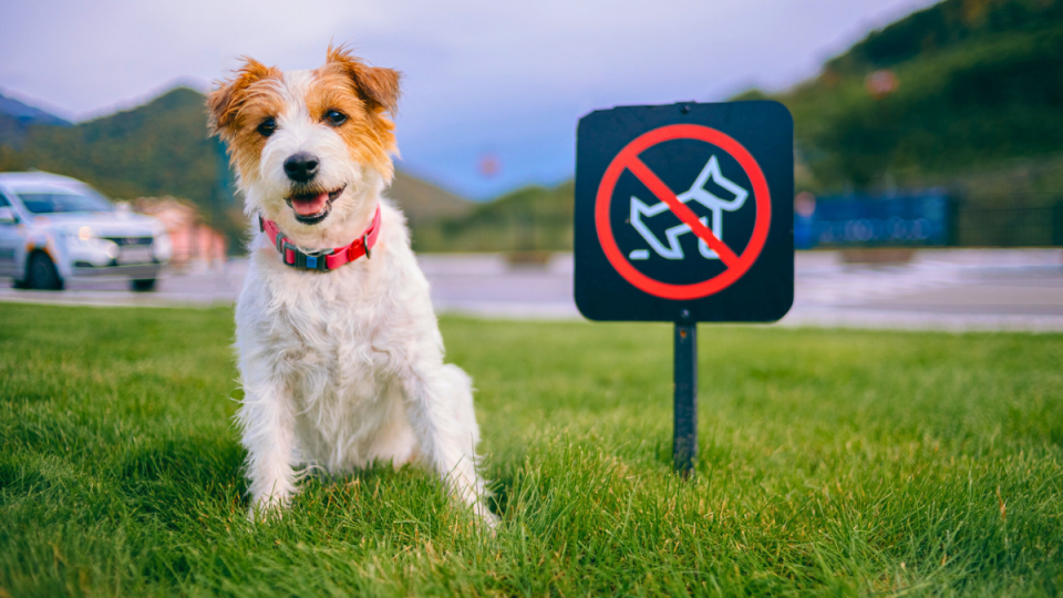 dog poo