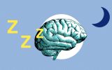 brain