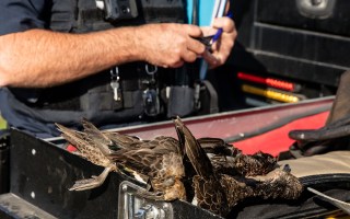 Duck hunting