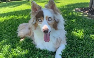 Stolen blind dog