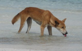Dingo