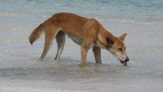 dingo