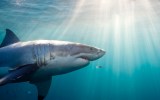 pictured is a shark, to represent cocaine shark, a theory