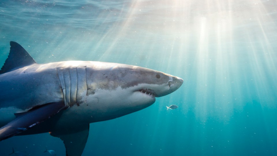 pictured is a shark, to represent cocaine shark, a theory