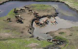 brumby cull Kosciuszko