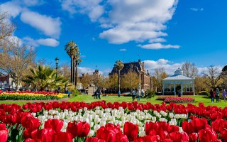 Bendigo Bloom