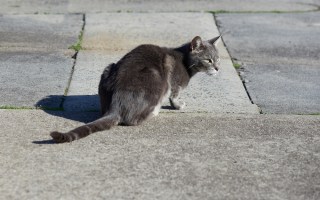 feral cats