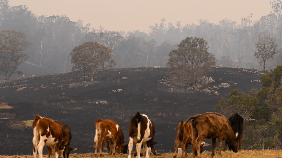 bushfire risk