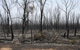 Bushfires