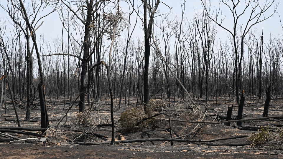 Bushfires