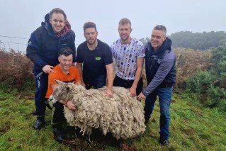 ‘Loneliest sheep’ forced into hiding after dramatic cliff rescue 2:47