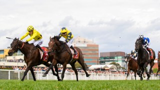 Melbourne Cup horses