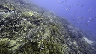 Sea dumping