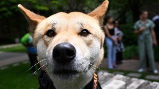 dingoes