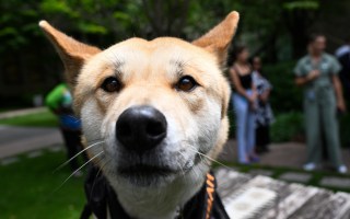 dingoes