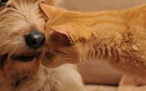pictured is a cat and dog to illustrate the most popular cat and dog name
