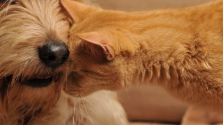 pictured is a cat and dog to illustrate the most popular cat and dog name