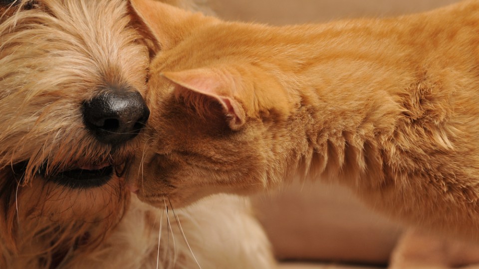 pictured is a cat and dog to illustrate the most popular cat and dog name
