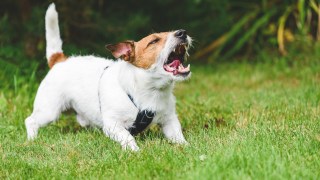 pictured is a dog, a threat to Australia Post workers
