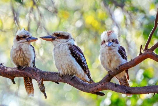 Google and QUT are making it easier to identify the sounds of Australia's wildlife, not that anyone needs help with a kookaburra's call. 