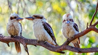 pictured are Kookaburras, which can be identified with the Google AI platform