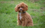 pictured is a cavoodle
