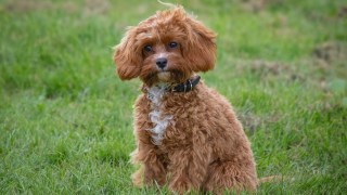 pictured is a cavoodle