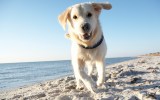 pictured is a pet to illustrate the importance of keeping pets comfortable this summer