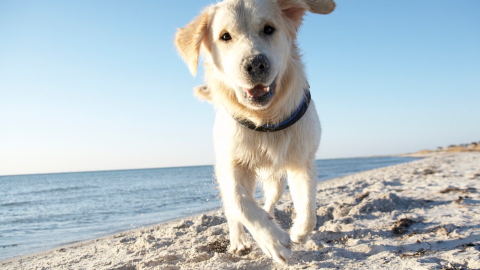 pictured is a pet to illustrate the importance of keeping pets comfortable this summer