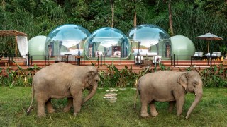 Anantara Jungle Bubble Elephants